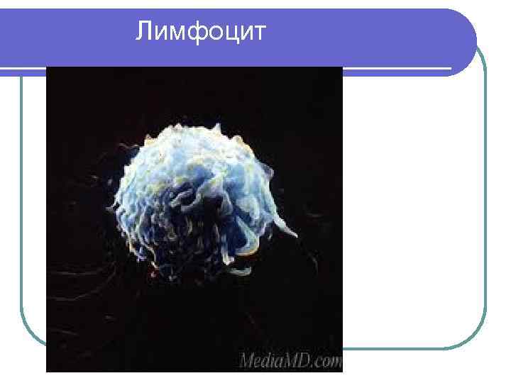  Лимфоцит 