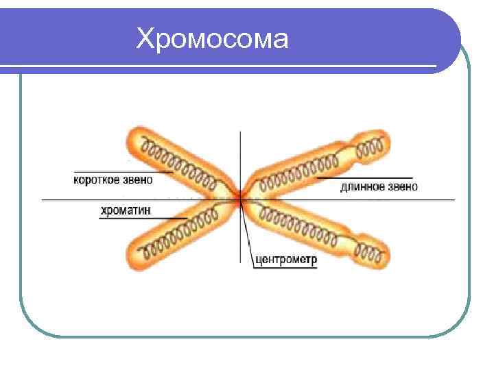  Хромосома 