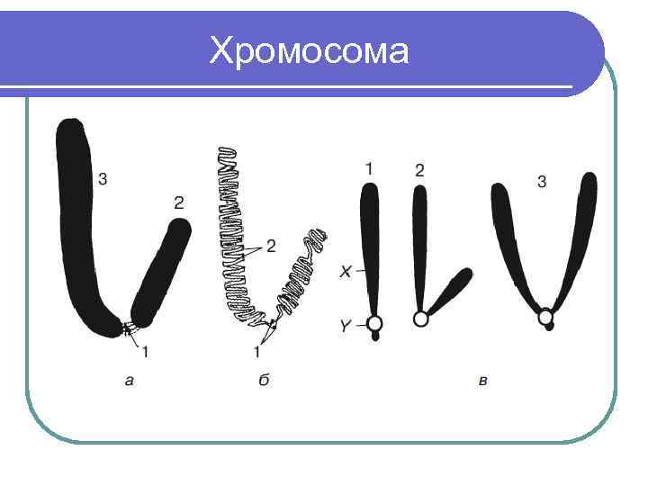  Хромосома 