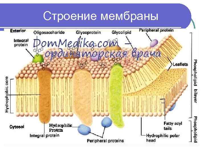  Строение мембраны 