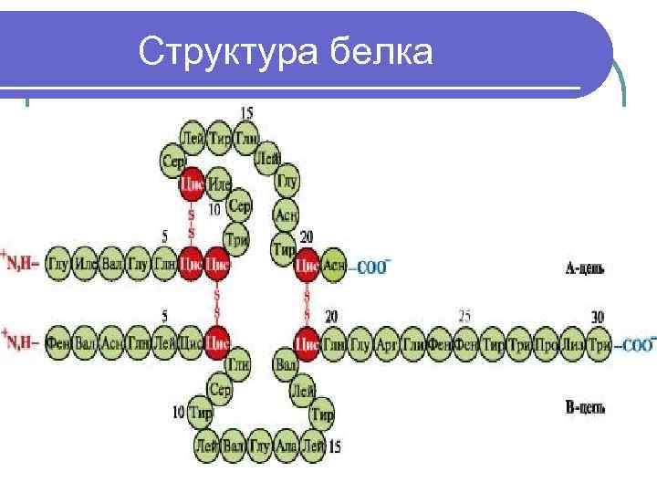  Структура белка 