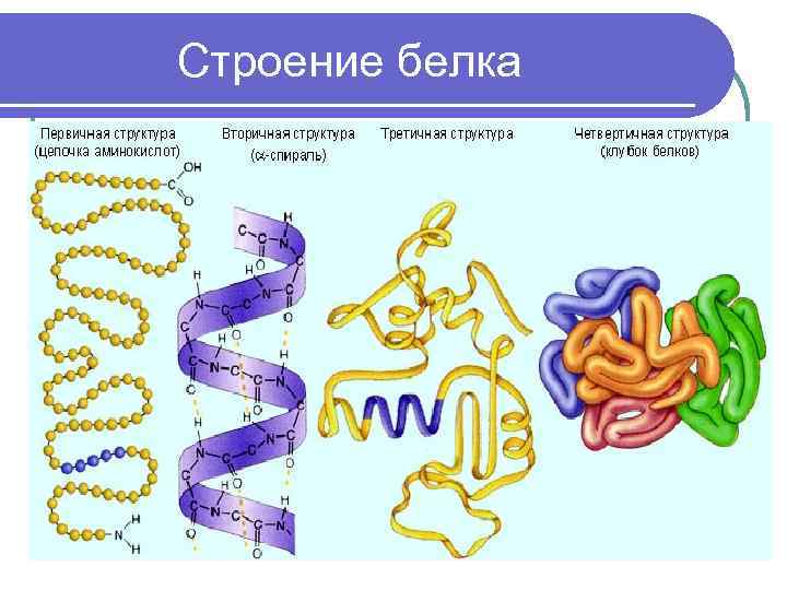  Строение белка 