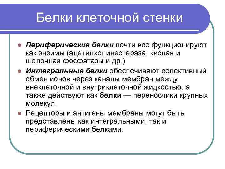  Белки клеточной стенки Периферические белки почти все функционируют как энзимы (ацетилхолинестераза, кислая и