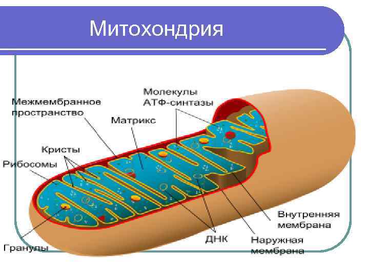  Митохондрия 