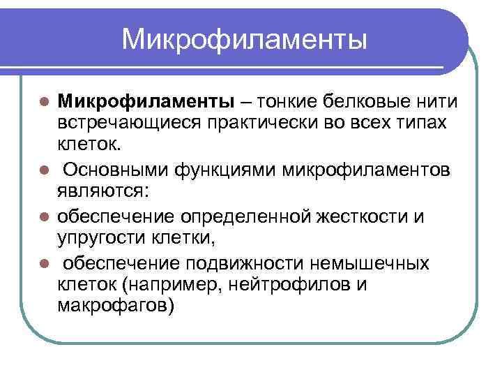  Микрофиламенты – тонкие белковые нити встречающиеся практически во всех типах клеток. l Основными