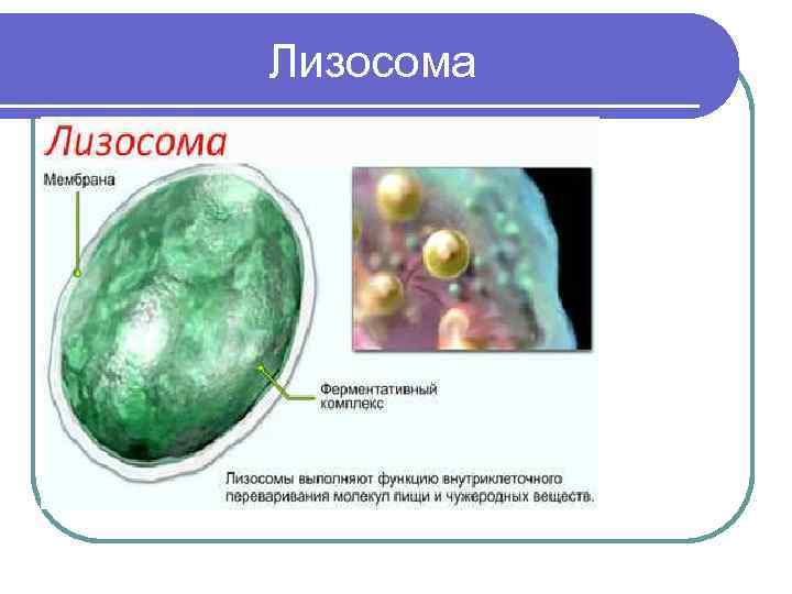 Лизосома упаковка веществ