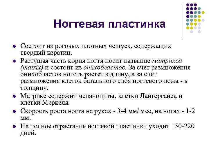 Ногтевая пластинка l l l Состоит из роговых плотных чешуек, содержащих твердый кератин. Растущая