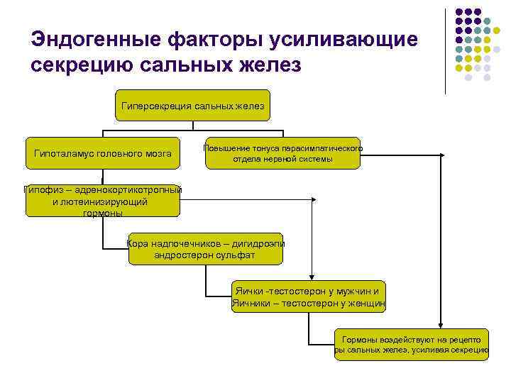 Эндогенные факторы усиливающие секрецию сальных желез Гиперсекреция сальных желез Гипоталамус головного мозга Повышение тонуса