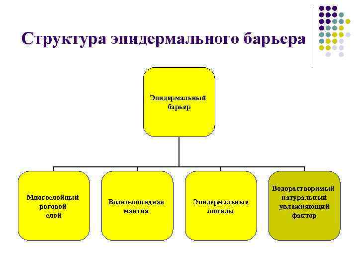 Структура эпидермального барьера Эпидермальный барьер Многослойный роговой слой Водно-липидная мантия Эпидермальные липиды Водорастворимый натуральный