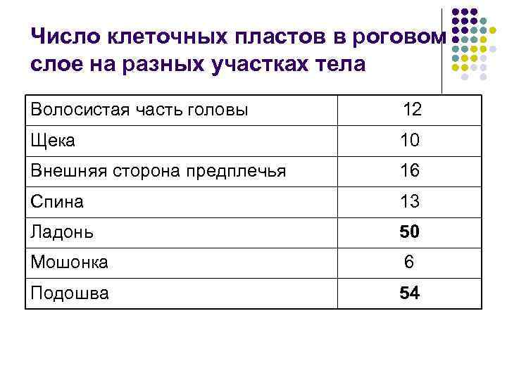 Число клеточных пластов в роговом слое на разных участках тела Волосистая часть головы 12