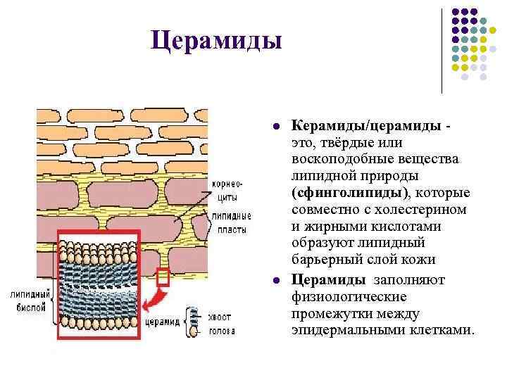 Церамиды l l Керамиды/церамиды - это, твёрдые или воскоподобные вещества липидной природы (сфинголипиды), которые