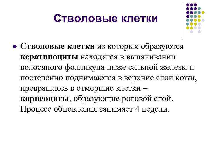 Стволовые клетки l Стволовые клетки из которых образуются кератиноциты находятся в выпячивании волосяного фолликула