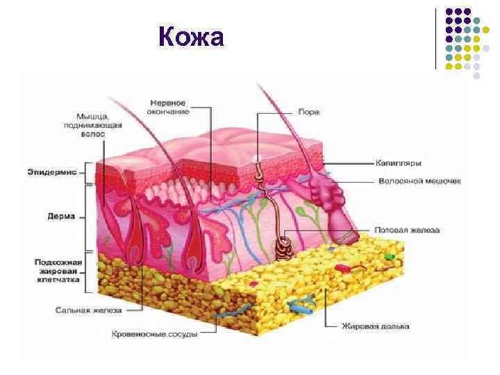 Кожа 