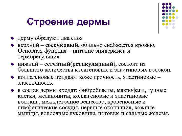 Строение дермы l l l дерму образуют два слоя верхний – сосочковый, обильно снабжается