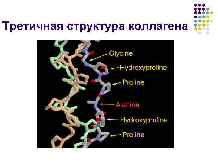 Третичная структура коллагена 