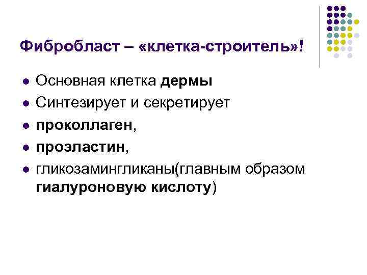 Фибробласт – «клетка-строитель» ! l l l Основная клетка дермы Синтезирует и секретирует проколлаген,