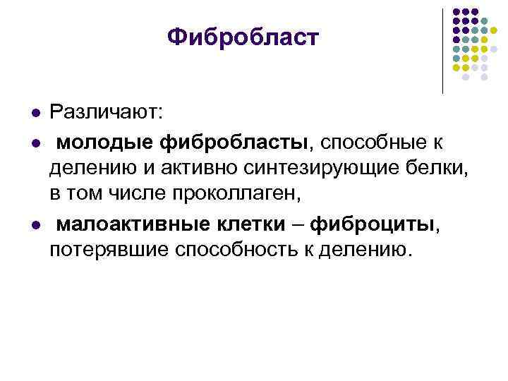 Фибробласт l l l Различают: молодые фибробласты, способные к делению и активно синтезирующие белки,