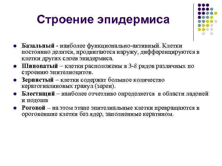 Строение эпидермиса l l l Базальный - наиболее функционально-активный. Клетки постоянно делятся, продвигаются наружу,