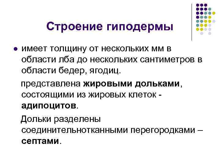 Строение гиподермы имеет толщину от нескольких мм в области лба до нескольких сантиметров в