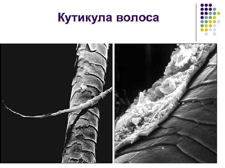 Как имея волос человека