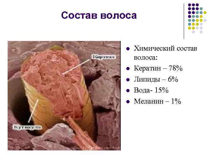 Состав волоса l l l Химический состав волоса: Кератин – 78% Липиды – 6%