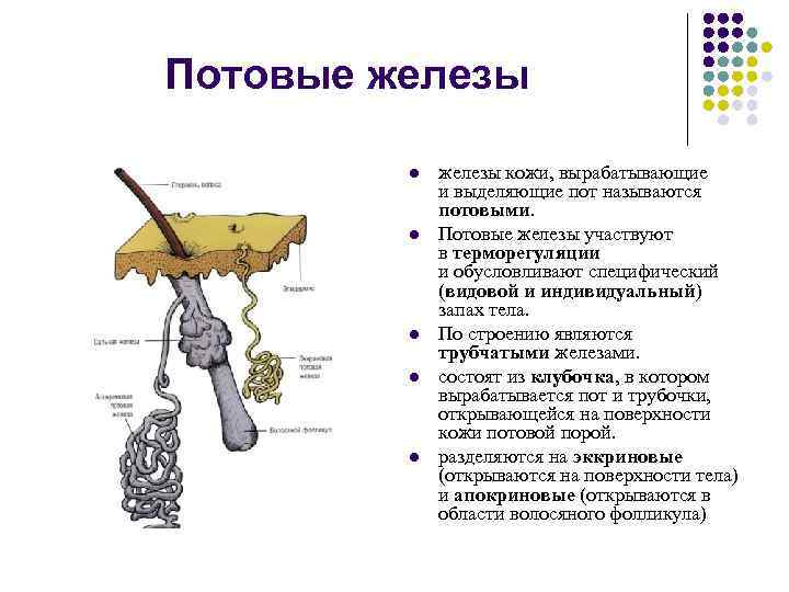 Потовые железы l l l железы кожи, вырабатывающие и выделяющие пот называются потовыми. Потовые