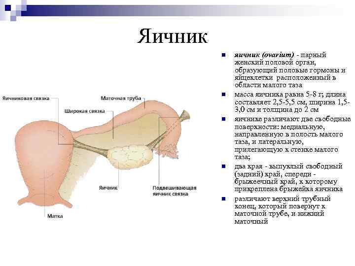Яичник n n n яичник (ovarium) - парный женский половой орган, образующий половые гормоны