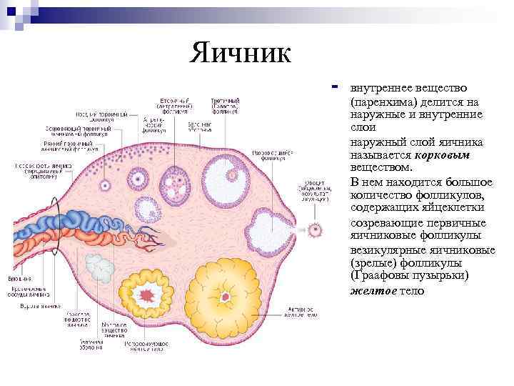 Строение яичника анатомия. Последовательность расположения структурных компонентов яичника. Микроскопическое строение яичника. Строение женского яичника. Схема строения яичника.