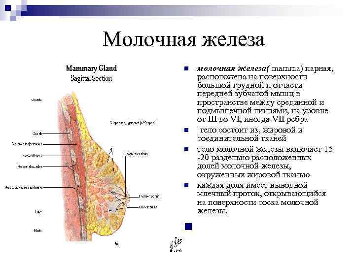 Молочная железа n n n молочная железа( mamma) парная, расположена на поверхности большой грудной