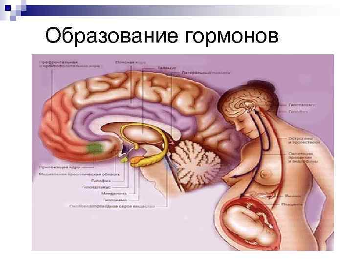 Образование гормонов 