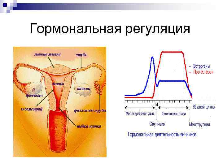 Гормональная регуляция 