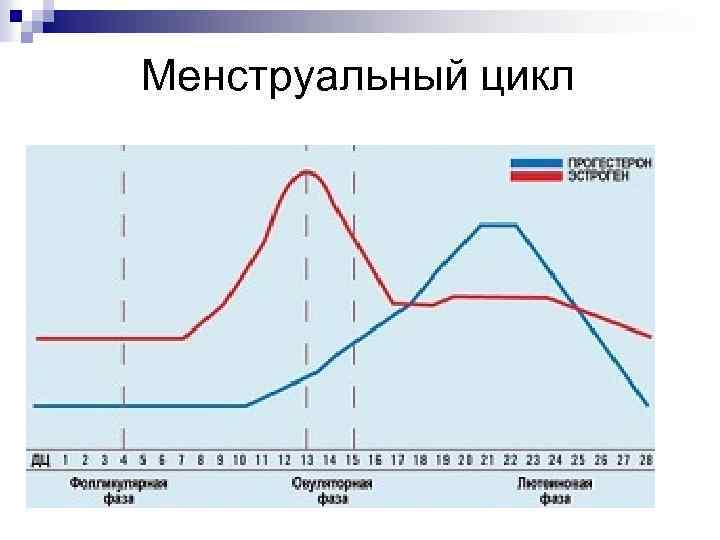Менструальный цикл 