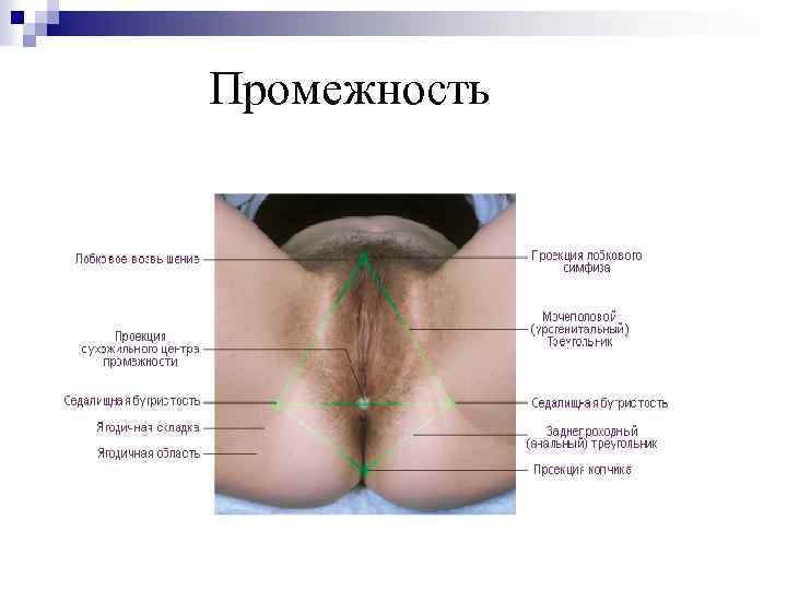 Промежность 