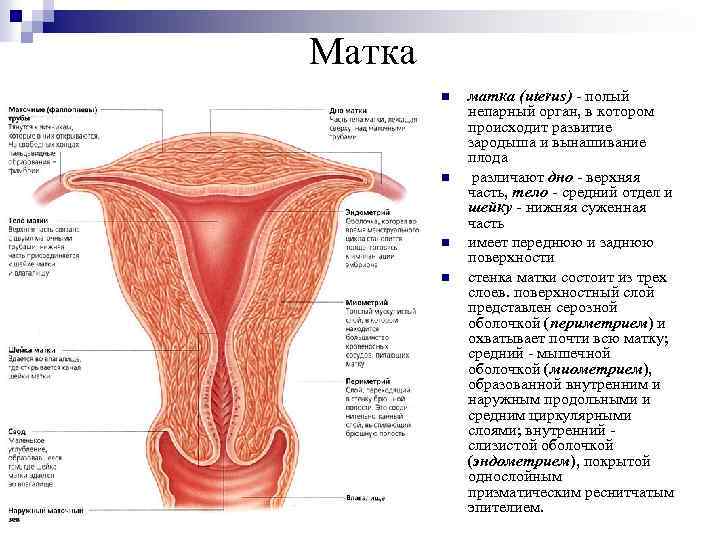 Матка n n матка (uterus) - полый непарный орган, в котором происходит развитие зародыша