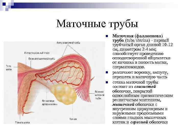 Стенки маточной трубы