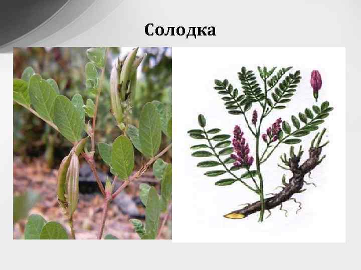 Солодка 