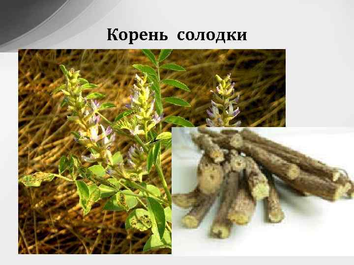 Корень солодки 