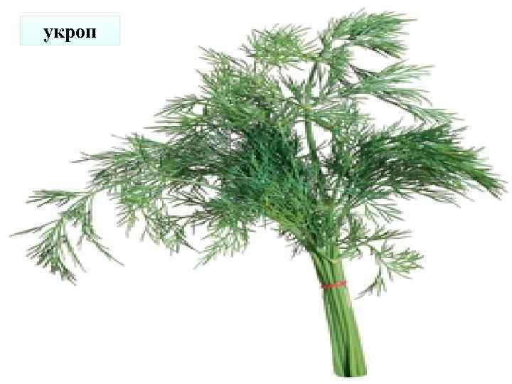 укроп 