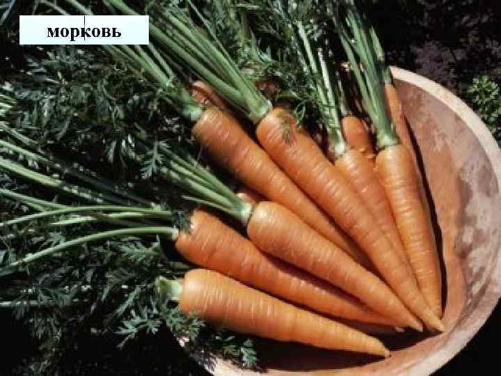 морковь 