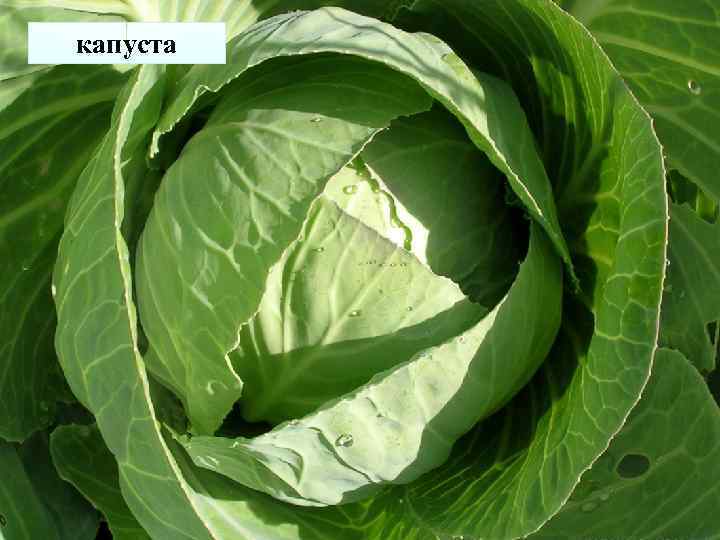 капуста 