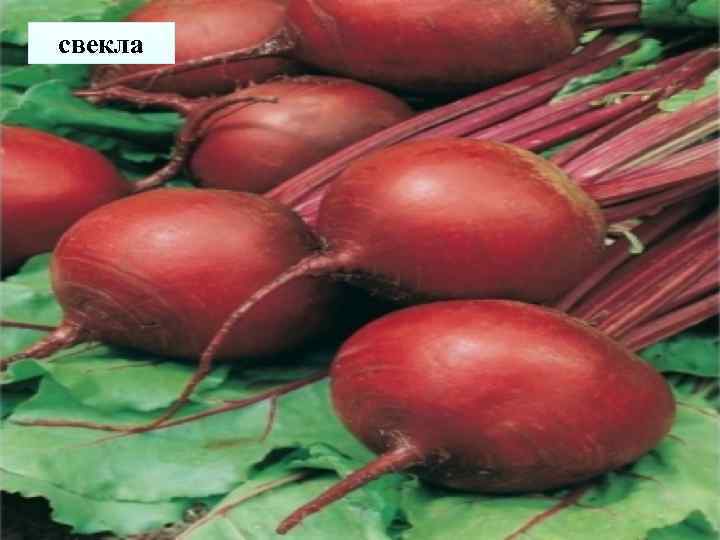 свекла 