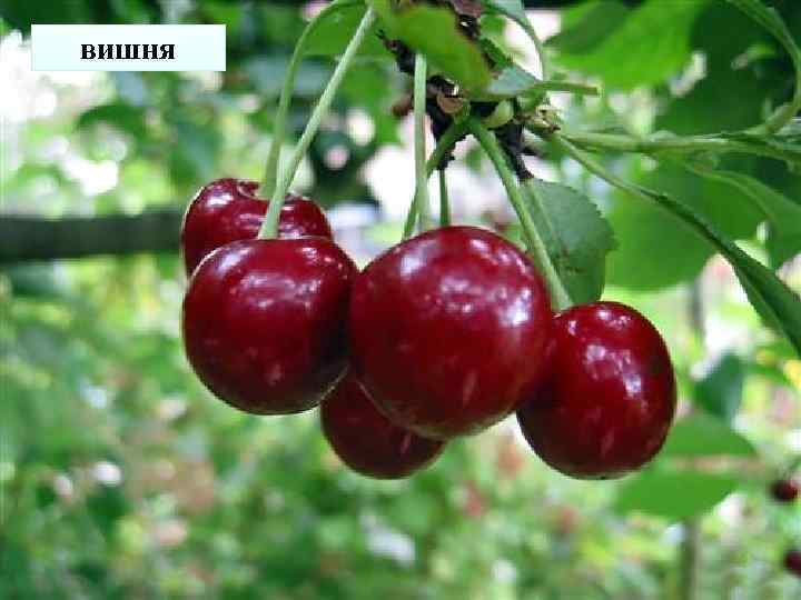вишня 
