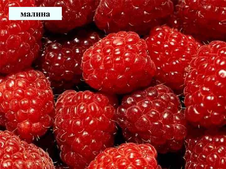 малина 