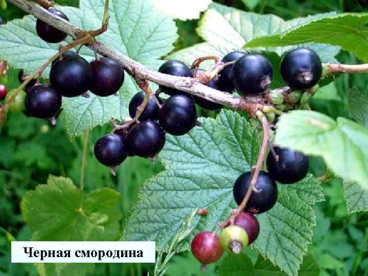 Черная смородина 