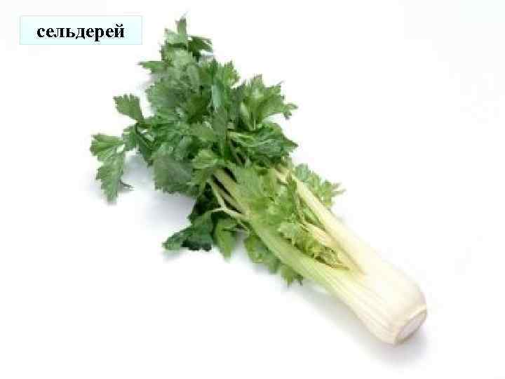 сельдерей 