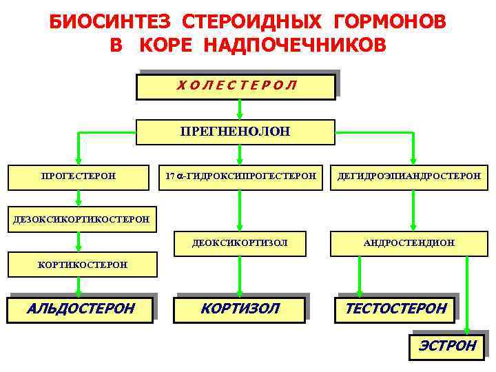 Схема синтеза стероидных гормонов