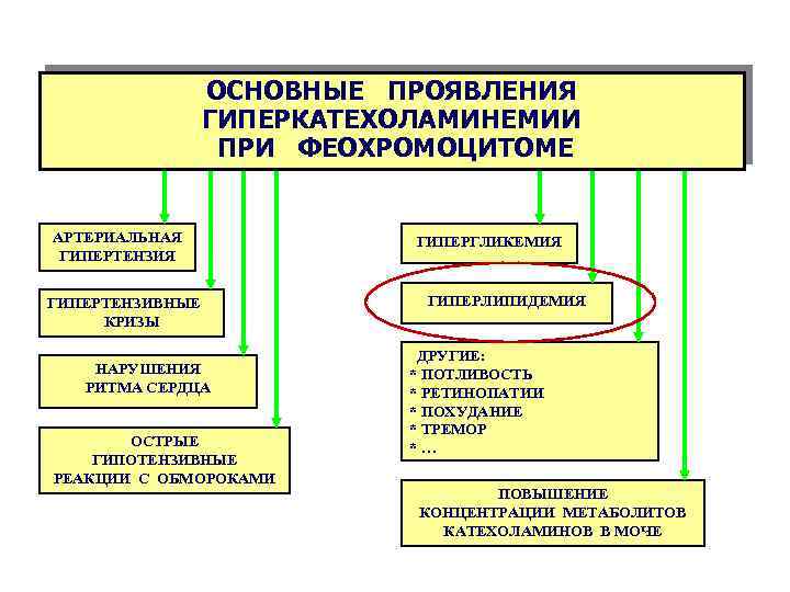 ОСНОВНЫЕ ПРОЯВЛЕНИЯ ГИПЕРКАТЕХОЛАМИНЕМИИ ПРИ ФЕОХРОМОЦИТОМЕ АРТЕРИАЛЬНАЯ ГИПЕРТЕНЗИВНЫЕ КРИЗЫ НАРУШЕНИЯ РИТМА СЕРДЦА ОСТРЫЕ ГИПОТЕНЗИВНЫЕ РЕАКЦИИ