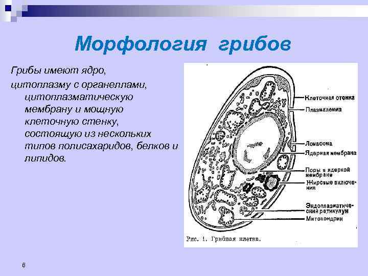 Морфология грибов Грибы имеют ядро, цитоплазму с органеллами, цитоплазматическую мембрану и мощную клеточную стенку,