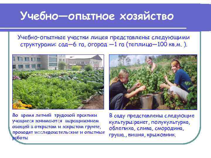 Учебно—опытное хозяйство Учебно-опытные участки лицея представлены следующими структурами: сад— 6 га, огород — 1