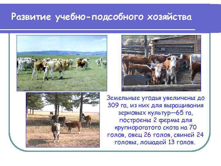 Развитие учебно-подсобного хозяйства Земельные угодья увеличены до 309 га, из них для выращивания зерновых